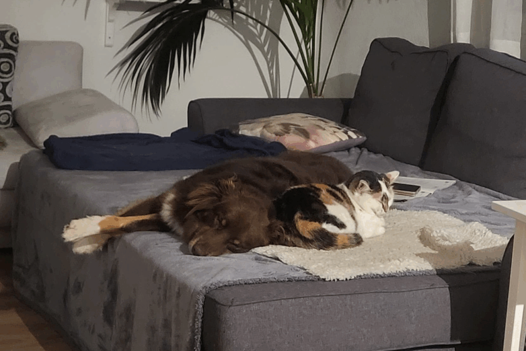 Kundenstimme Katze-Hund-Vergesellschaftung