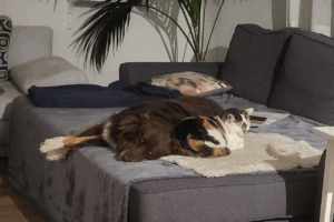 Kundenstimme Katze-Hund-Vergesellschaftung