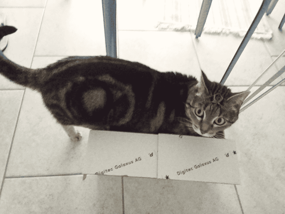 Kirabelle in zu kleiner Schachtel